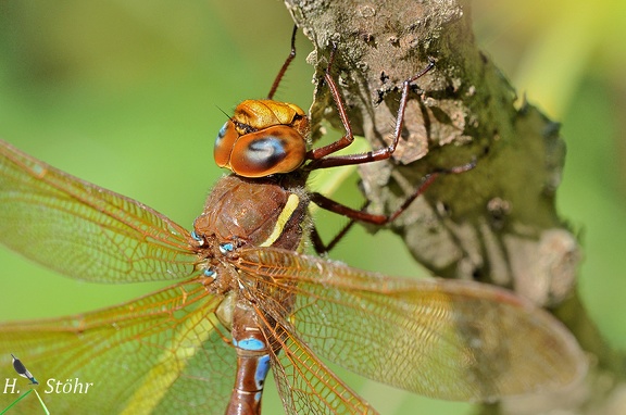 Braune Mosaikjungfer (Aeshna grandis)